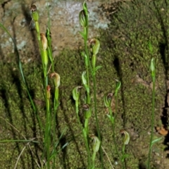 Pterostylis ventricosa at Falls Creek, NSW - 26 Apr 2014 by AlanS