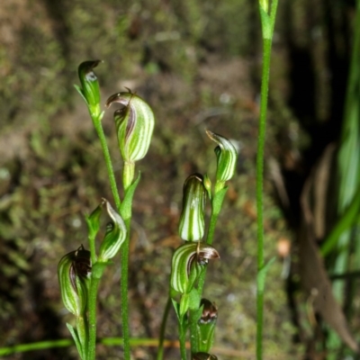 Pterostylis ventricosa at Falls Creek, NSW - 20 Apr 2016 by AlanS