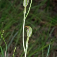 Pterostylis ventricosa at Saint Georges Basin, NSW - 19 Mar 2012 by AlanS