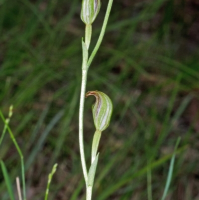 Pterostylis ventricosa - 1 Jan 1900 by AlanS