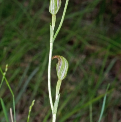 Pterostylis ventricosa at Saint Georges Basin, NSW - 19 Mar 2012 by AlanS