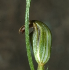 Pterostylis ventricosa at Falls Creek, NSW - 22 Mar 2008 by AlanS