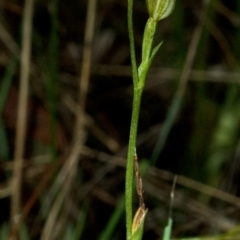 Pterostylis ventricosa at Falls Creek, NSW - 30 Apr 2009 by AlanS