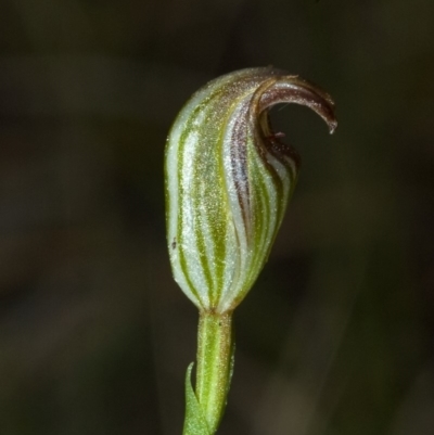 Pterostylis ventricosa at Saint Georges Basin, NSW - 30 Apr 2009 by AlanS