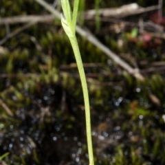 Pterostylis vernalis at West Nowra, NSW - 26 Aug 2013 by AlanS