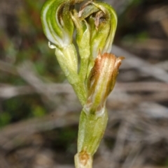 Pterostylis vernalis at West Nowra, NSW - 19 Aug 2015 by AlanS