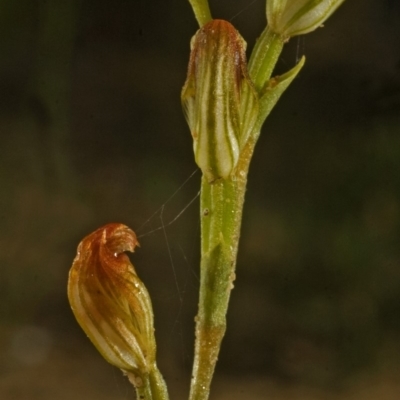 Pterostylis sp. (A Greenhood) at Yerriyong, NSW - 10 Mar 2008 by AlanS