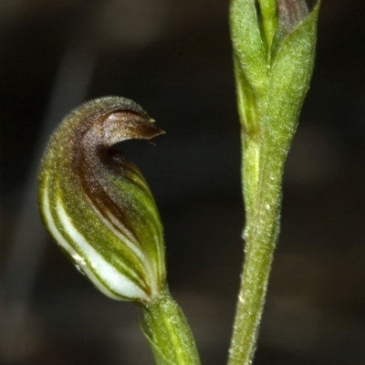 Pterostylis sp. (A Greenhood) at Browns Mountain, NSW - 14 Feb 2012 by AlanS