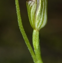 Pterostylis ventricosa at Undefined, NSW - 22 Mar 2011 by AlanS