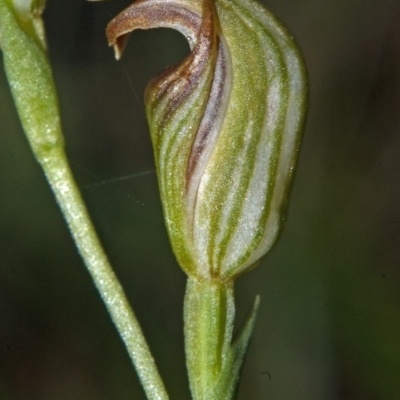 Pterostylis ventricosa at Yatte Yattah, NSW - 7 Apr 2011 by AlanS