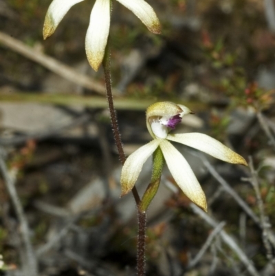 Caladenia testacea (Honey Caladenia) at Falls Creek, NSW - 18 Sep 2006 by AlanS