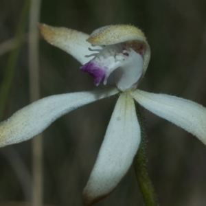 Caladenia ustulata at Beaumont, NSW - suppressed
