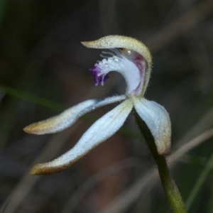 Caladenia ustulata at Beaumont, NSW - suppressed