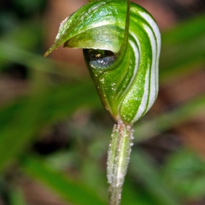 Pterostylis concinna (Trim Greenhood) at Myola, NSW - 4 Aug 2012 by AlanS