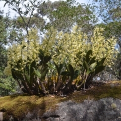 Dendrobium speciosum var. speciosum (Sydney Rock Orchid) at Budgong, NSW - 28 Sep 2018 by AlanS