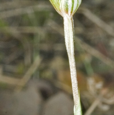 Pterostylis concinna (Trim Greenhood) at Falls Creek, NSW - 24 Aug 2006 by AlanS