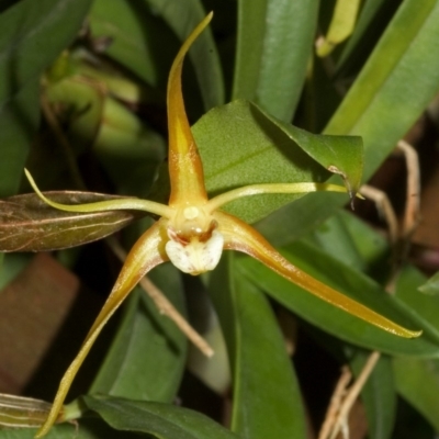 Dendrobium tetragonum (Banded Tree Spider Orchid) at Wandandian, NSW - 25 Sep 2005 by AlanS