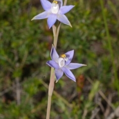 Thelymitra pauciflora (Slender Sun Orchid) at Bamarang, NSW - 28 Sep 2013 by AlanS