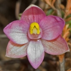 Thelymitra carnea (Tiny Sun Orchid) at West Nowra, NSW - 3 Sep 2005 by AlanS