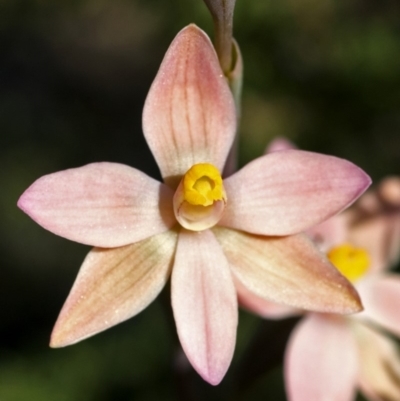 Thelymitra carnea (Tiny Sun Orchid) at Barringella, NSW - 2 Oct 2005 by AlanS