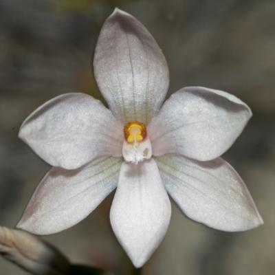 Thelymitra ixioides (Dotted Sun Orchid) at Tianjara, NSW - 2 Oct 2005 by AlanS