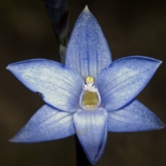 Thelymitra longiloba (Marsh Sun-orchid) at Tianjara, NSW - 20 Oct 2007 by AlanS