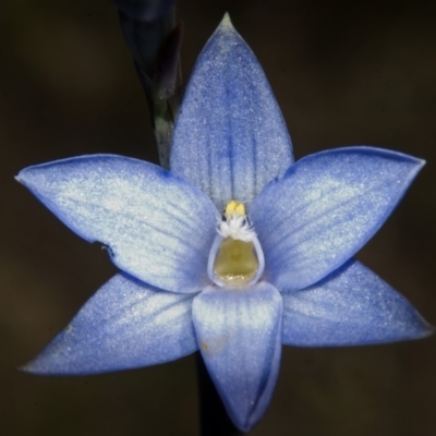 Thelymitra longiloba (Marsh Sun-orchid) at Tianjara, NSW - 21 Oct 2007 by AlanS