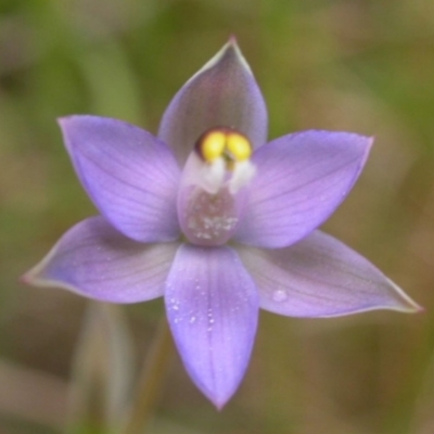 Thelymitra pauciflora (Slender Sun Orchid) at West Nowra, NSW - 31 Oct 2003 by AlanS