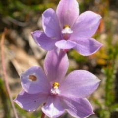 Thelymitra sp. (A Sun Orchid) at West Nowra, NSW - 12 Oct 2003 by AlanS
