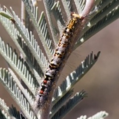 Acyphas semiochrea (Omnivorous Tussock Moth) at Amaroo, ACT - 22 Feb 2019 by AlisonMilton