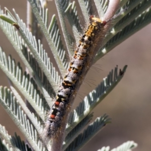 Acyphas semiochrea at Amaroo, ACT - 22 Feb 2019