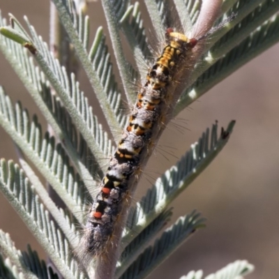 Acyphas semiochrea (Omnivorous Tussock Moth) at Amaroo, ACT - 22 Feb 2019 by AlisonMilton