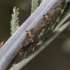 Philagra parva (Beaked spittlebug) at Amaroo, ACT - 22 Feb 2019 by AlisonMilton