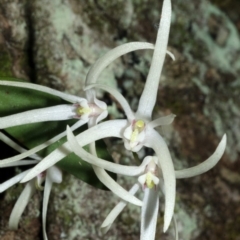 Dendrobium aemulum (Ironbark Orchid) at Budgong, NSW - 16 Sep 2016 by AlanS