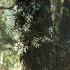 Dendrobium aemulum (Ironbark Orchid) at Burrier, NSW - 7 Aug 2009 by AlanS