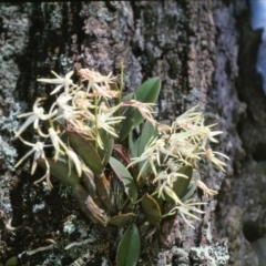 Dendrobium aemulum (Ironbark Orchid) at Burrier, NSW - 24 Aug 2003 by AlanS