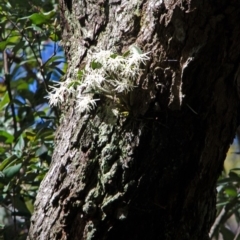 Dendrobium aemulum (Ironbark Orchid) at Wollumboola, NSW - 25 Aug 2016 by AlanS