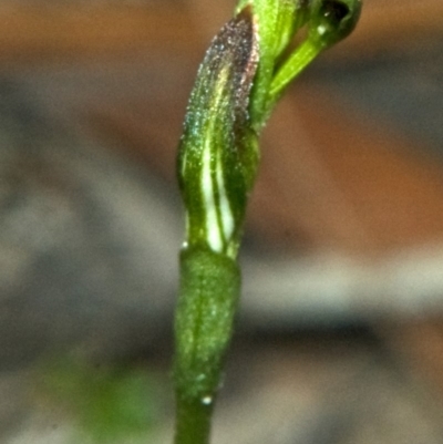 Pterostylis sp. (A Greenhood) at Browns Mountain, NSW - 6 Mar 2011 by AlanS