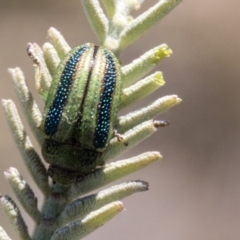 Calomela vittata (Acacia leaf beetle) at Amaroo, ACT - 22 Feb 2019 by AlisonMilton