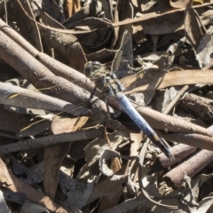 Orthetrum caledonicum (Blue Skimmer) at Forde, ACT - 22 Feb 2019 by AlisonMilton