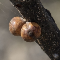 Cryptes baccatus (Wattle Tick Scale) at Amaroo, ACT - 22 Feb 2019 by AlisonMilton