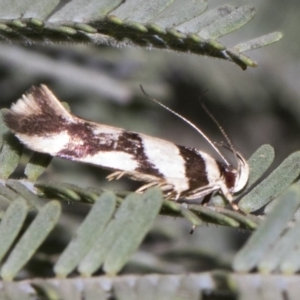 Macrobathra desmotoma at Forde, ACT - 22 Feb 2019