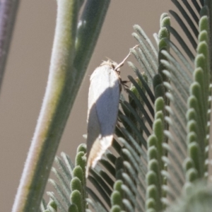 Oecophoridae (family) at Amaroo, ACT - 22 Feb 2019