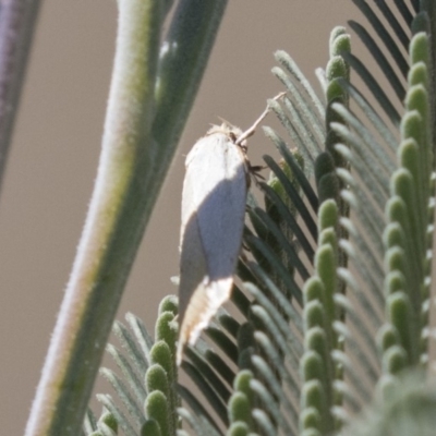 Oecophoridae (family) (Unidentified Oecophorid concealer moth) at Amaroo, ACT - 22 Feb 2019 by AlisonMilton