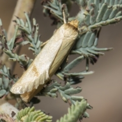 Oecophoridae provisional species 6 at Mulligans Flat - 22 Feb 2019 by AlisonMilton