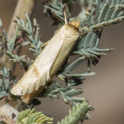 Oecophoridae provisional species 6 at Amaroo, ACT - 22 Feb 2019 by AlisonMilton