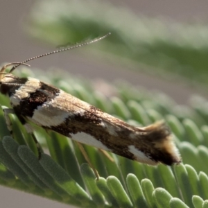 Macrobathra desmotoma at Amaroo, ACT - 22 Feb 2019 02:53 PM