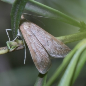 Uresiphita ornithopteralis at Acton, ACT - 19 Feb 2019 09:06 AM