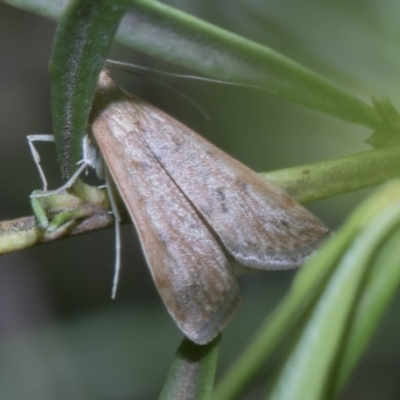 Uresiphita ornithopteralis (Tree Lucerne Moth) at Acton, ACT - 18 Feb 2019 by Alison Milton