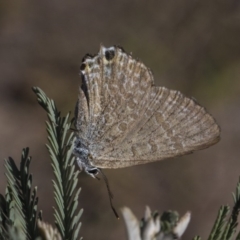 Jalmenus icilius (Amethyst Hairstreak) at Mulligans Flat - 22 Feb 2019 by AlisonMilton